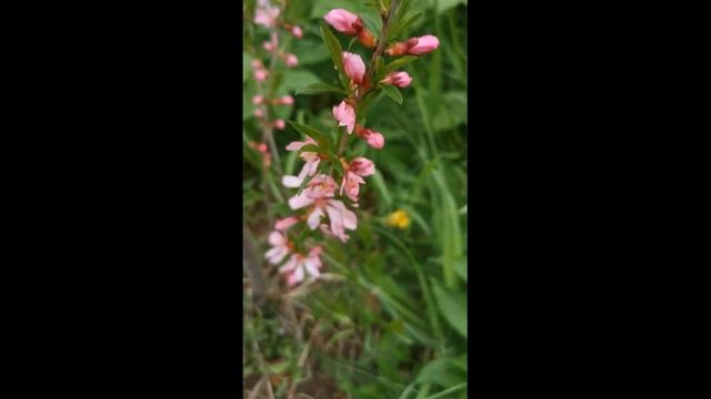 СТЕПНОЙ МИНДАЛЬ. STEPPE ALMONDS