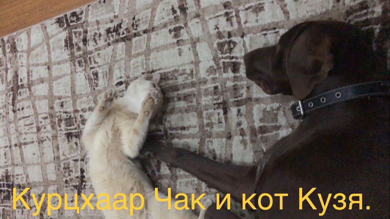 Кошачьи нежности. Курцхаар Чак и кот Кузя. Ейск.