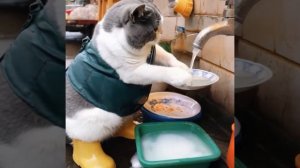 Котик моет посуду. Мяу Мяу Мяу.