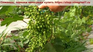 Виноград Энергодар смотрим  оплодотворение и размер грозди на кусте  три лозы. .Пузенко Наталья