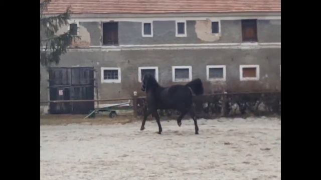 Rio Grande ogier śląski смотреть онлайн