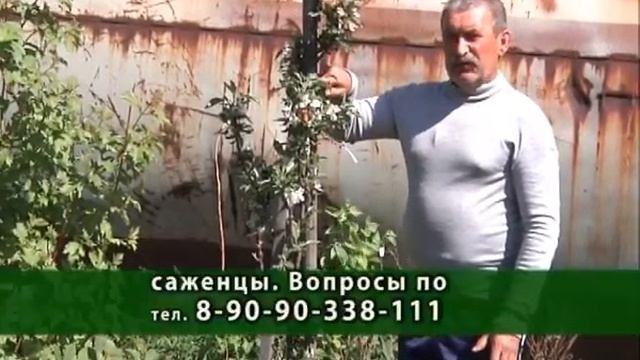 РОСТОК от 9 июня яблоня ответы==== смотреть онлайн