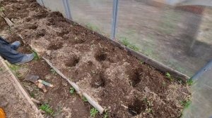 Высадка томатов в холодный грунт