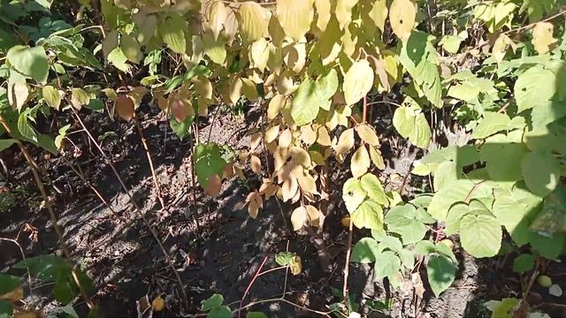 Сага о кизиле... В Лисичанске растет Кизил... смотреть онлайн