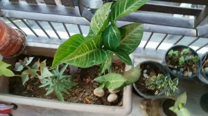 How to Care syngonium Podophyllum| Arrowhead plant varieties