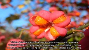 Бересклет японский — посадка и уход в открытом грунте