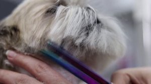 How to groom a shih tzu head?