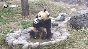Панда-мама купает малыша