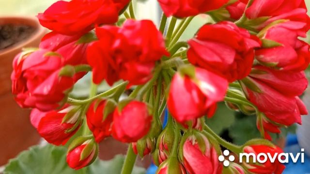 ПЕЛАРГОНИИ КОЛЛЕКЦИЯ ЛИПАТОВОЙ АНАСТАСИИ // ВАЦАП ДЛЯ ЗАКАЗА КАТАЛОГА 8-915-245-81-59 смотреть онлайн