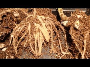 Корневин/Clonex/Dr.Root/Germon/Фитоклон - какой укоренитель победит? Узнаем в этом видео!