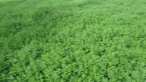 поле мяты и древняя скважина