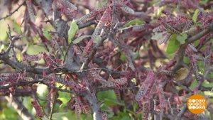 В мире. Нашествие саранчи. Доброе утро. Фрагмент выпуска от 03.02.2020