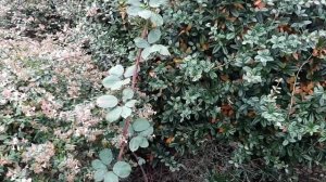 Поразительный климат провинции Британская Колумбия, Канада.