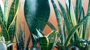 Все поглощают - они выделяют. 5 комнатных растений производящих больше всего кислорода