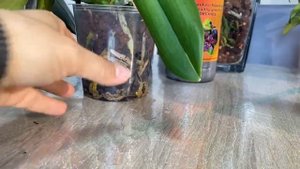 Удобрение Hesi Orchivit : месяц спустя. Как отреагировали вершки и корешки.