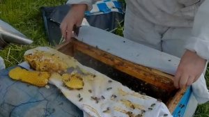 Злые среднерусские пчелы. Очень злые. Советы бабки пчеловодки