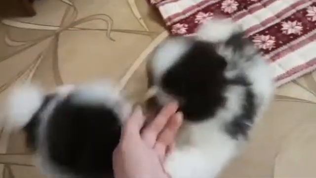 Померанский шпиц продажа