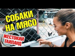 Шок! В Таиланде едят собак? Ужасные истории Таиланда. Приют для собак Soi Dog на Пхукете