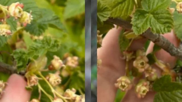 КАК ИЗБАВИТЬ ОТ ТЛИ НА СМОРОДИНЕ ЕСТЬ ПРОСТОЙ И ЭФФЕКТИВНЫЙ СПОСОБ