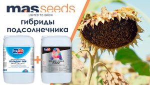 Влияние Бора и Аминокислот на гибридах подсолнечника перед фазой "Звездочка"