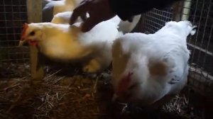 Бресс Гальские французские куры