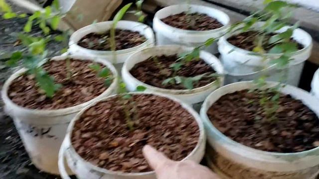 Саженцы ягодный культур от частного питомника Ягодное Подворье смотреть онлайн