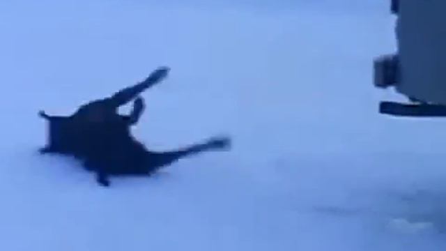 Приколы с собакой-токсикоманкой смотреть онлайн