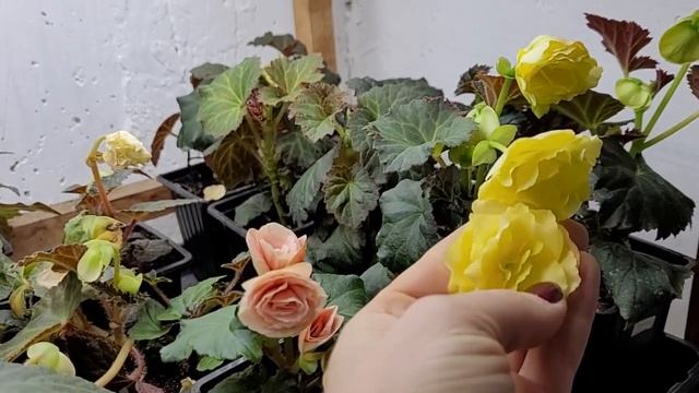 ЗИМОВКА БЕГОНИЙ черенков и маточников, обзор сортов цветов от Ани смотреть онлайн