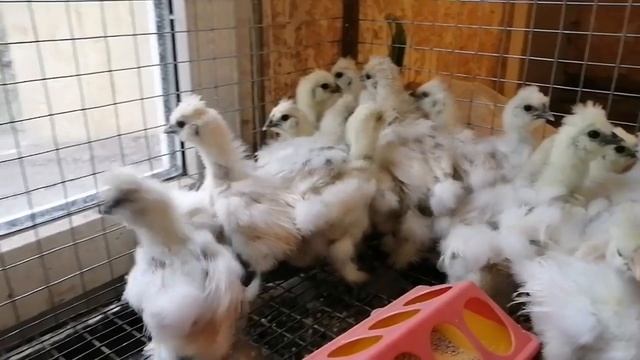 Китайские шёлковые цыплята. смотреть онлайн