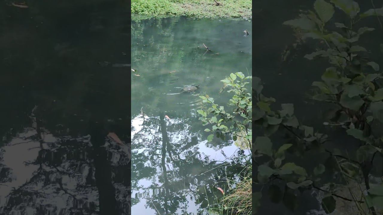 Лягухи и черепаха в Дендрарии г.Сочи ️ смотреть онлайн