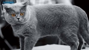 10 Самых Опасных Пород Кошек