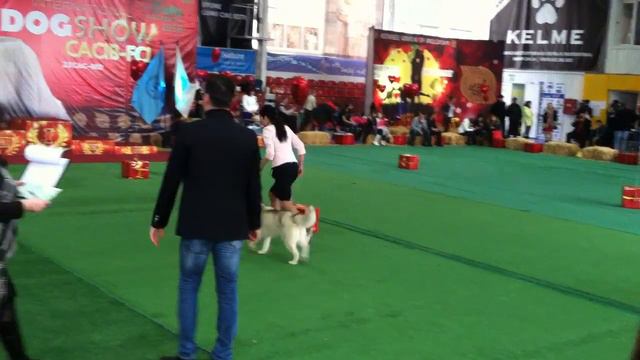 ринг хаски сравнение на BOB смотреть онлайн