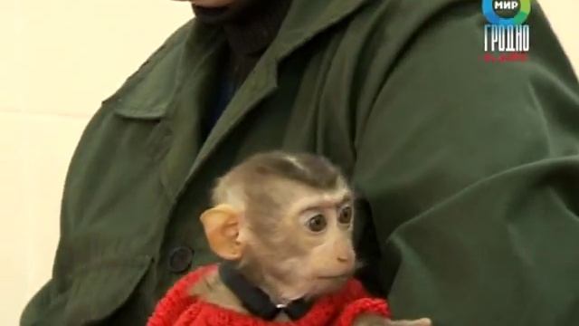 Имя для лапундера смотреть онлайн