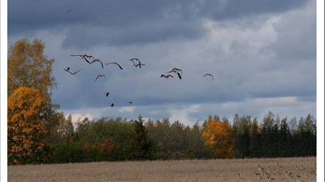 И журавли уносят лето... смотреть онлайн