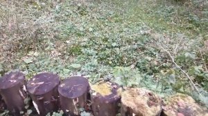 По следам Лешего,а нашли...