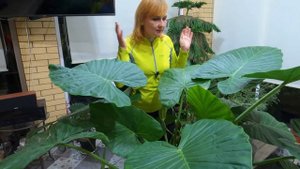 АЛОКАЗИЯ макрориза крупнокорневая - королева зимнего сада