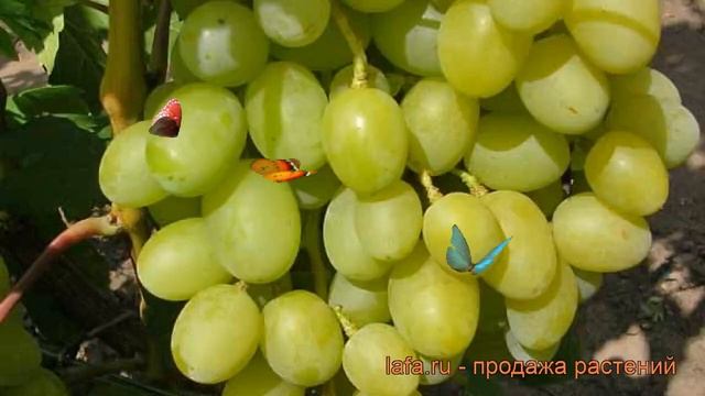 Виноград плодовый Аркадия (Настя) (vitis) ? обзор: как сажать, рассада винограда Аркадия (Настя)