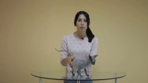 Как давать таблетки кошкам . Лайфхак от КЗВС