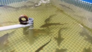 РоЛо заселили маленькую УЗВ