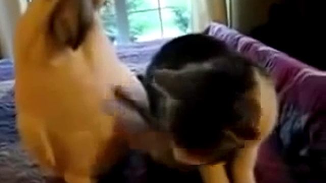 Ласки зверей смотреть онлайн