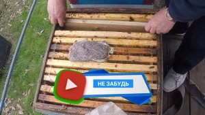Пчелы весной Уход за пчелами весной А пчел нет