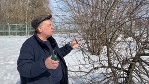 Общие принципы весенней обрезки