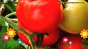 Томат обыкновенный Морозко. Краткий обзор, описание характеристик, где купить семена