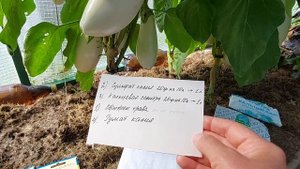 Подкормка баклажанов и перцев в августе!