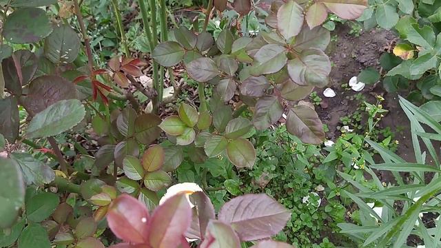 Розы, флоксы в сентябре. смотреть онлайн