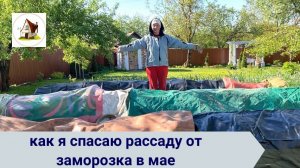 11. Как спасать от заморозка рассаду на продажу.