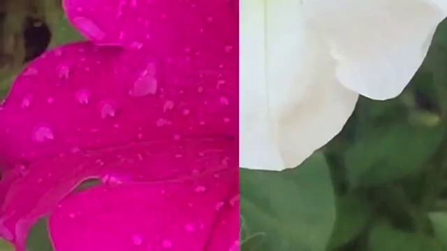 Beautiful Petunia Flowers смотреть онлайн