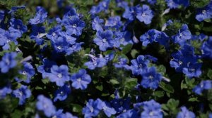 Get It Growing: Blue My Mind is 2023 summer Super Plant