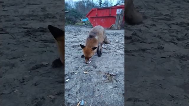 Лис польский частый гость смотреть онлайн