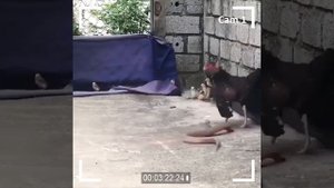 Курица защищает своих цыплят. Атака королевской кобры